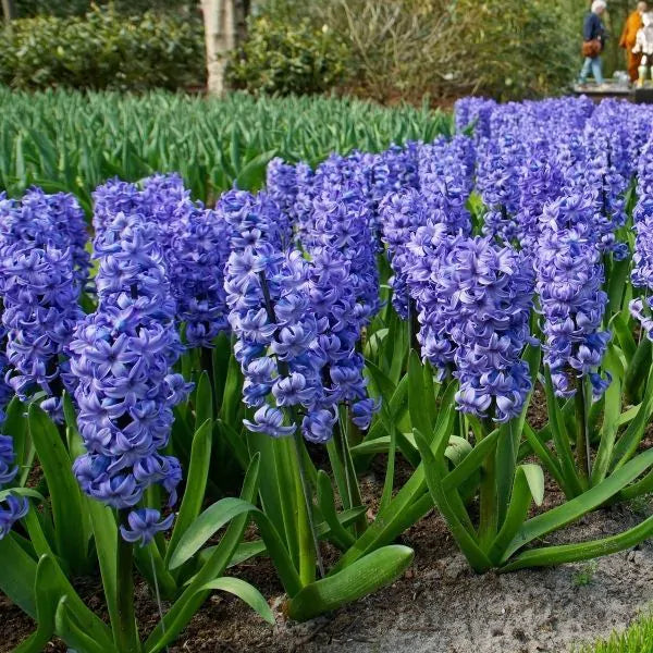 Hyacinth Blue 'Delft Bowl' Bulbs