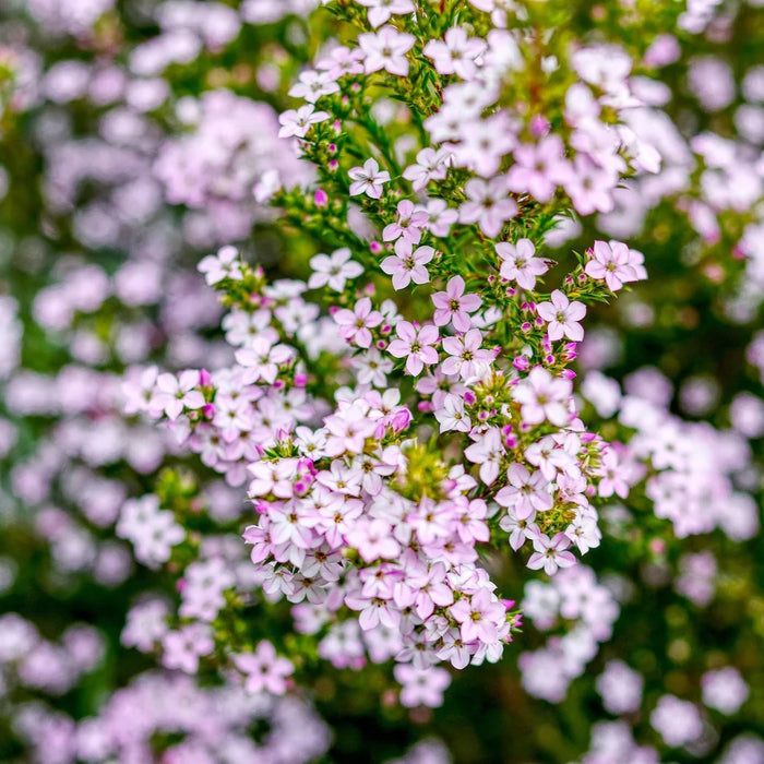 Diosma hirsuta 'Pink Fountain' (3 Litre)