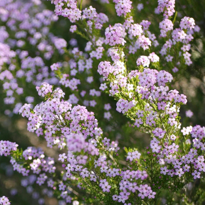 Diosma hirsuta 'Pink Fountain' (3 Litre)