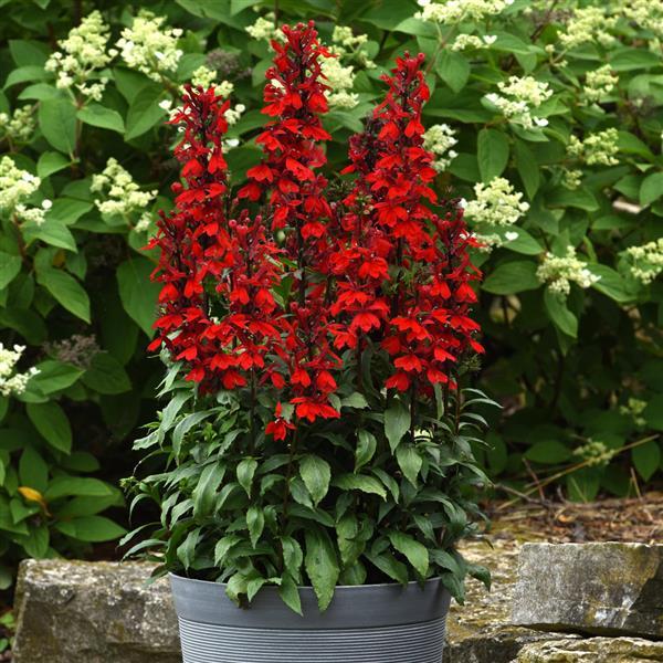 Lobelia 'Starship Scarlet'