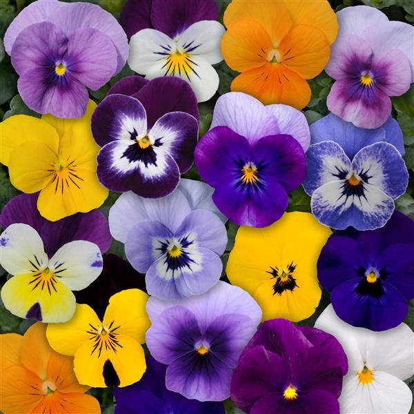 Viola 6 Pack Mixed Colours