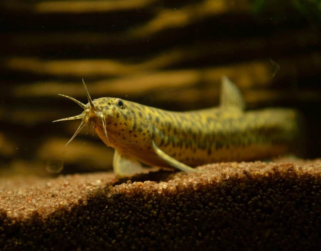 Pond loach hot sale cold water fish