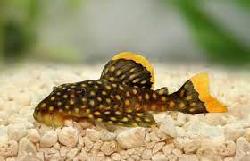 Plecostomus Gold Nugget Queen L177 (L)