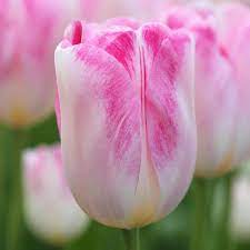 Tulip 'Infiniti' (8 Pack)