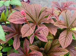 Rodgersia 'Bronze Peacock' (2 Litre)