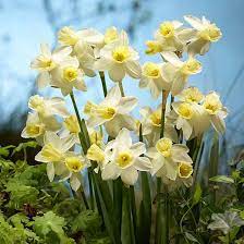 Daffodil Narcissus 'Sailboat' (8 Pack)