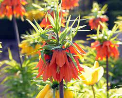 Fritillaria Imperialis 'Rubra' (1 per Pack)