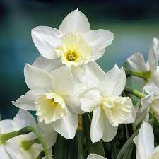 Daffodil Narcissus 'Tresamble' (6 Pack)