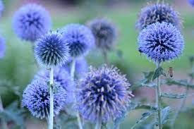 Echinops bann. Blue Globe Newlands Garden Centre