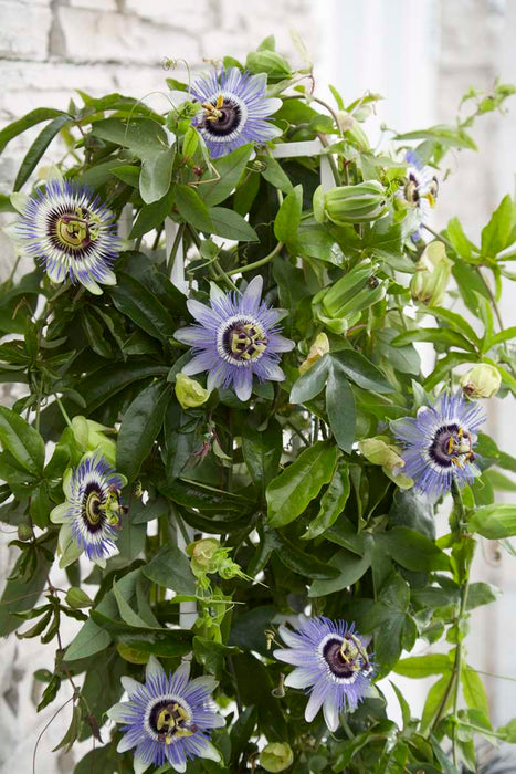 Passiflora Caerulea | Blue Passion Flower (2Litre/3canes)