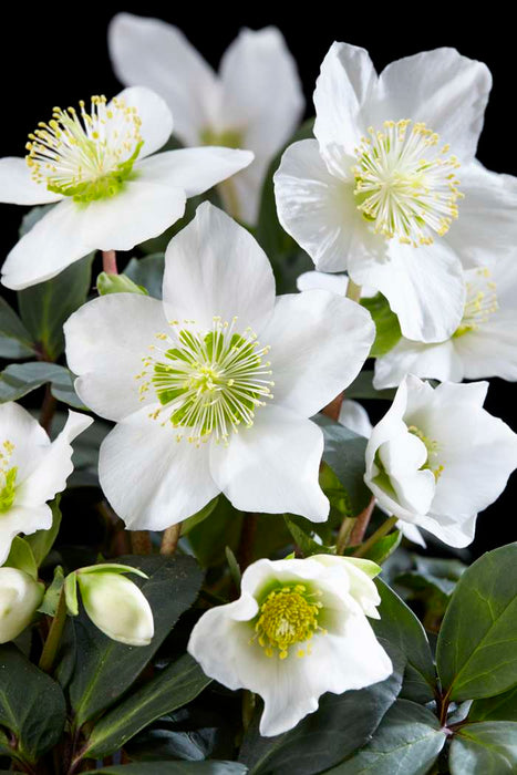 Helleborus 'Christmas Carol' (6 Pack)