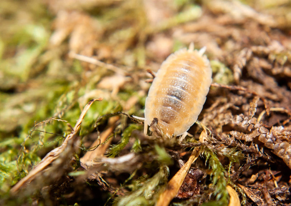 Snow White Isopod | Porcellio laevis