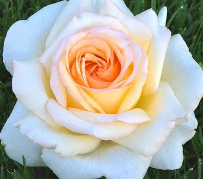 Anastasia Hybrid Tea Rose 4.5L