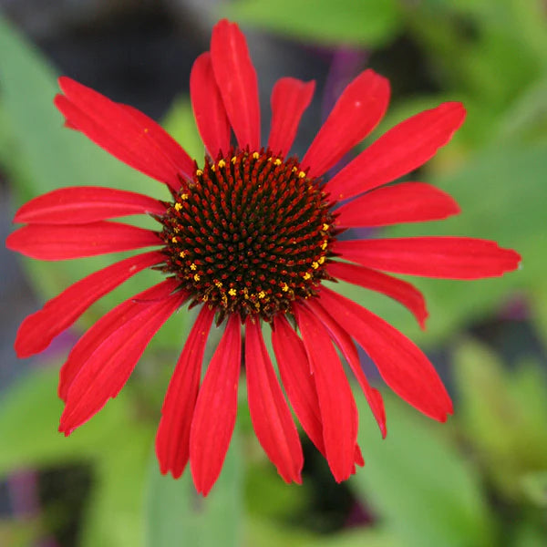 Echinacea 'SunSeekers Yellow' 2L