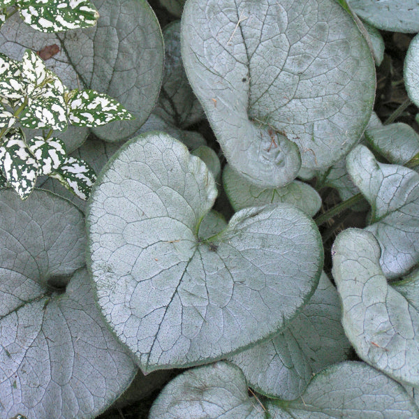 Brunnera Looking Glass 2L