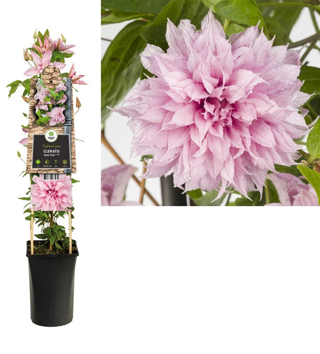 Clematis 'Multi Pink' (2.25 Litre)