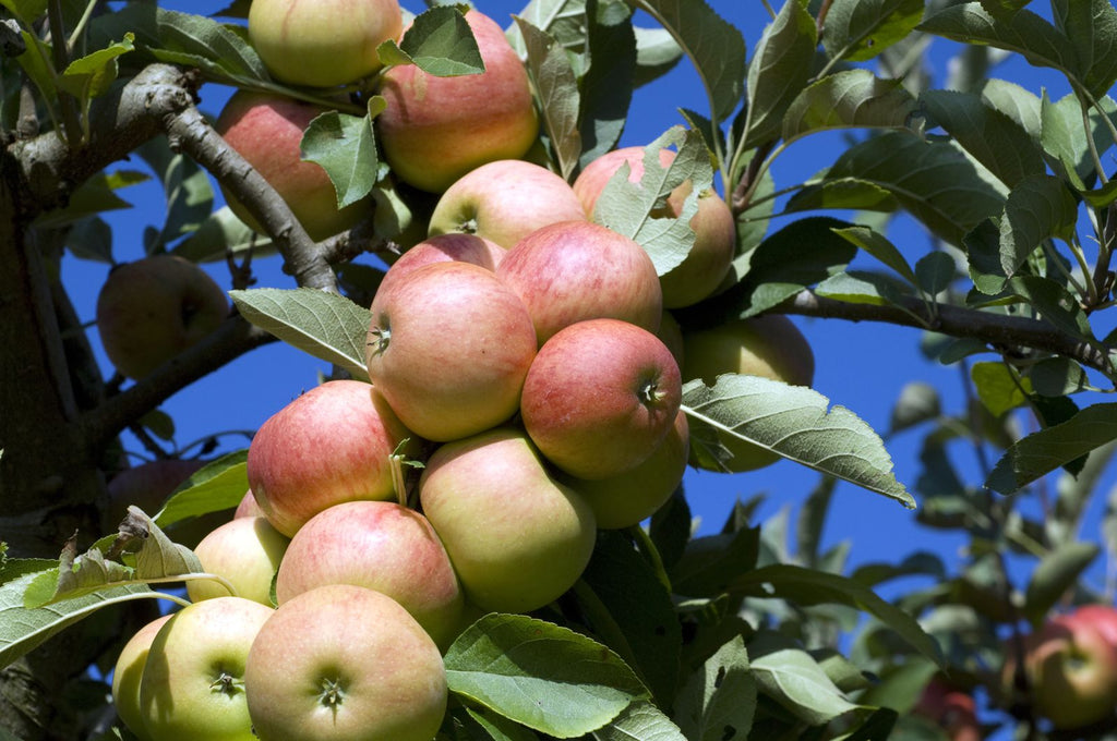 Buy Apple Trees Online Ireland | Apple Trees For Sale Ireland ...