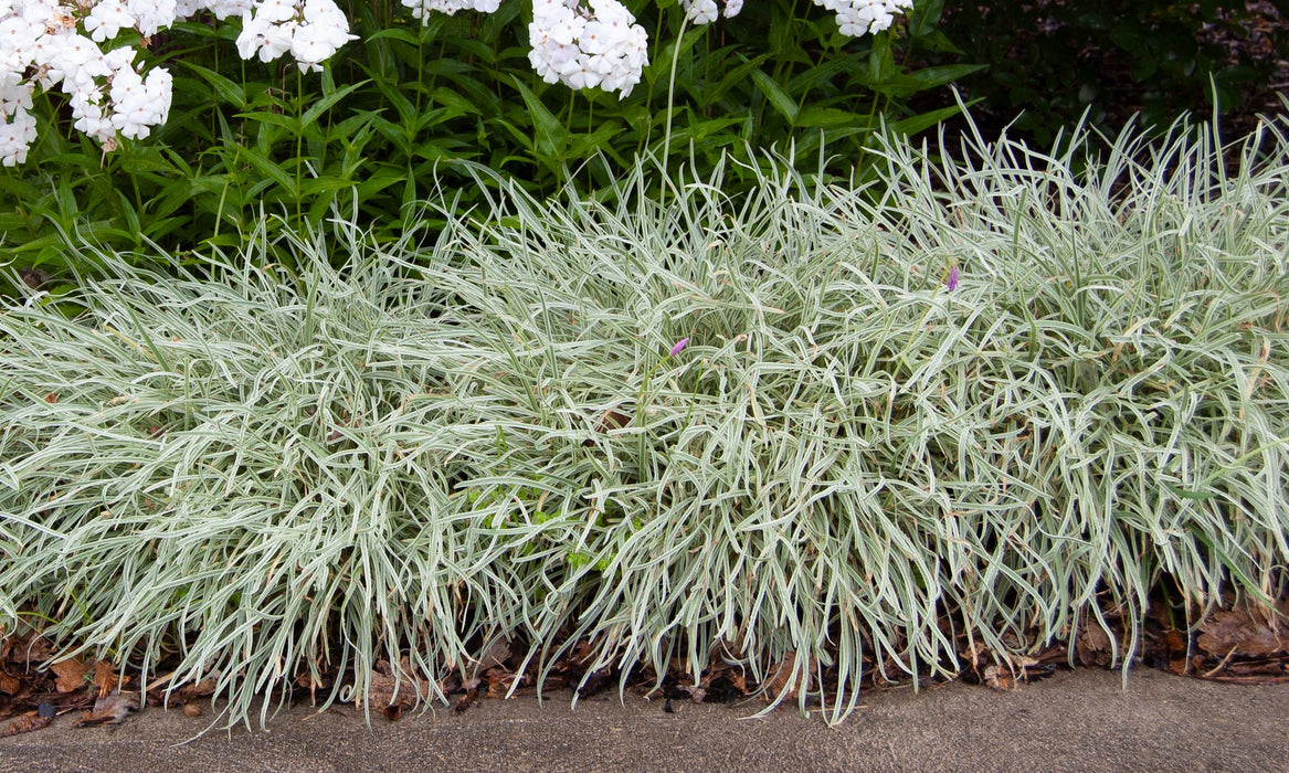 Tulbaghia violacea 'Silver Lace' (Society Garlic) 2 Litre