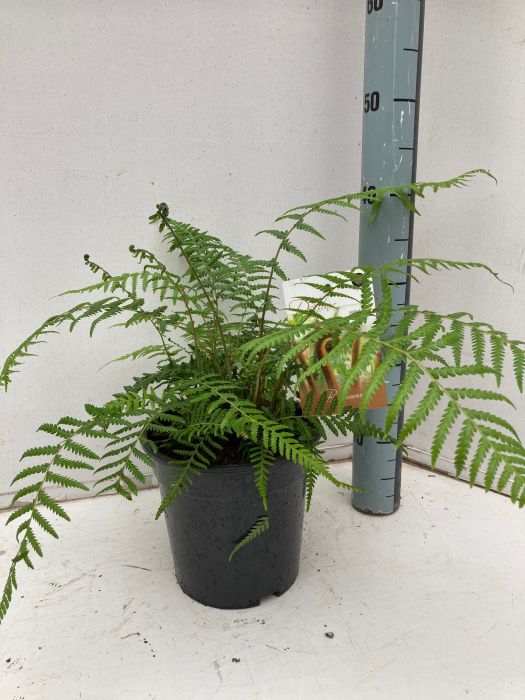 Dicksonia antartica Tree Fern Small 3 Litre