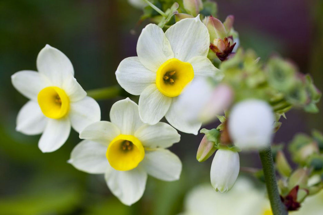 Daffodil Narcissus 'Minnow' (30 Pack)