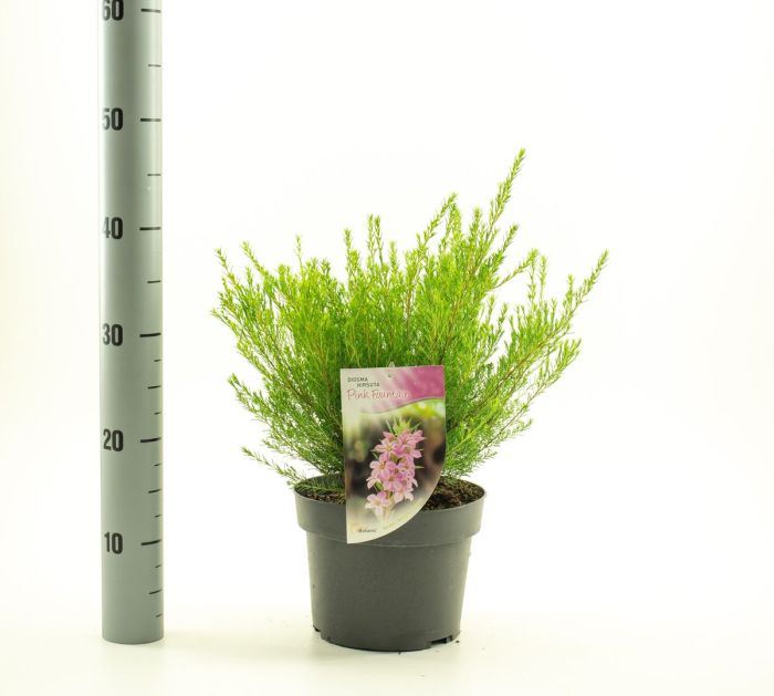 Diosma hirsuta 'Pink Fountain' (3 Litre)