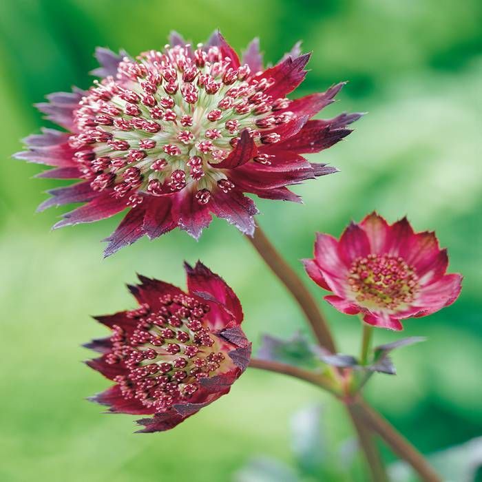 Astrantia major 'Moulin Rouge'  2L