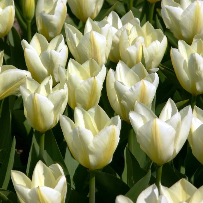 Tulip 'Purissima' (18 pack)