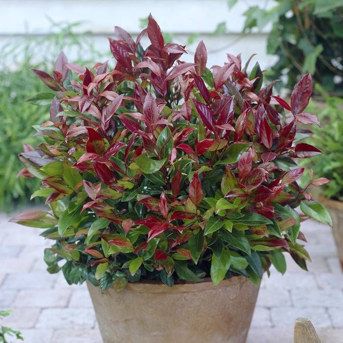 Leucothoe Scarletta Zeblid 2 Litre