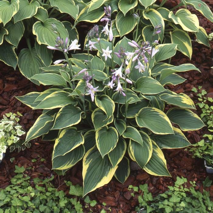 Hosta aureomarginata