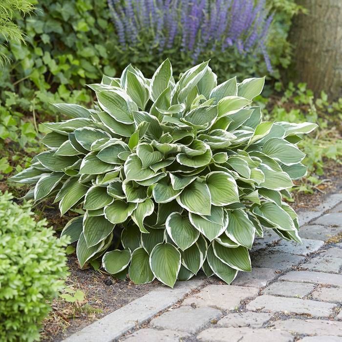 Hosta Francee