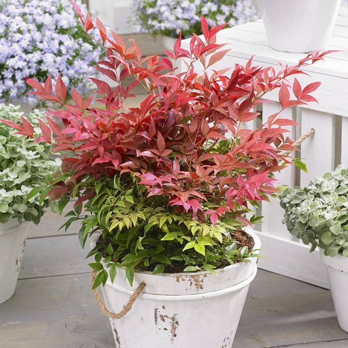 Nandina domestica 'Obsessed' 2 Litre