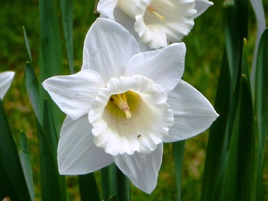 Daffodil Narcissus 'Tresamble' (6 Pack)