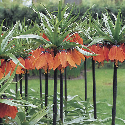 Fritillaria Imperialis 'Rubra' (1 per Pack)