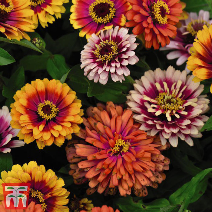 Zinnia 'Funfair Mix'