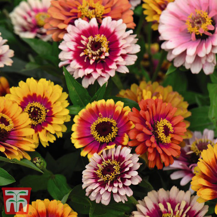 Zinnia 'Funfair Mix'