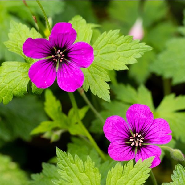 Geranium 'Ann Folkard' - cranesbill 2 Litre