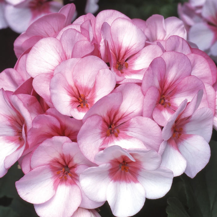 Geranium Horizon Star Seeds