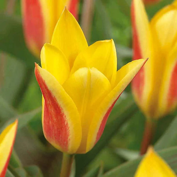 Tulip Giuseppe Verdi