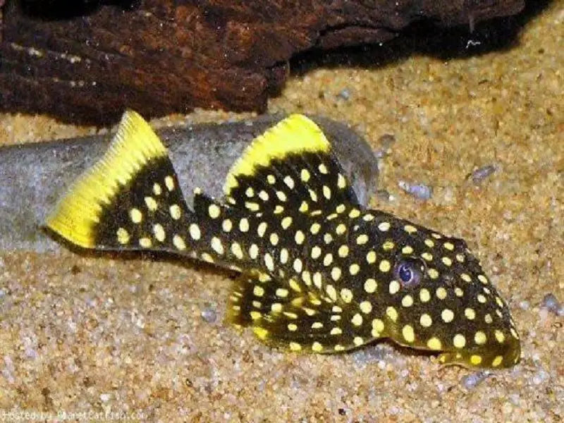 Plecostomus Gold Nugget Queen L177 (L)