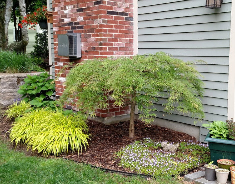 Hakonechloa 'All Gold' 2L