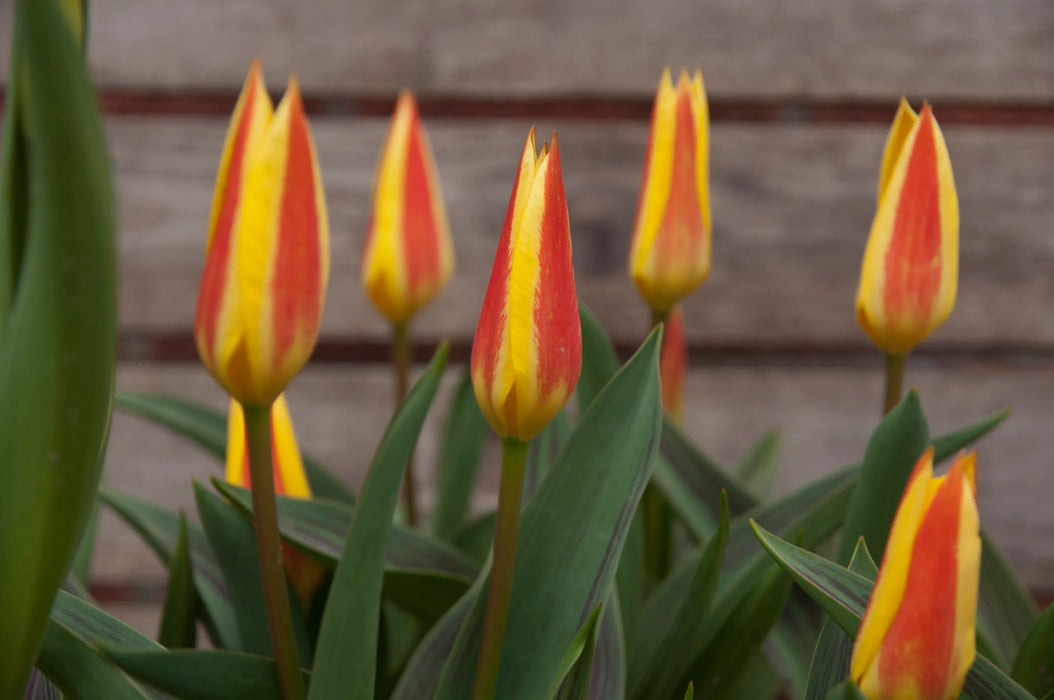 Tulip Giuseppe Verdi