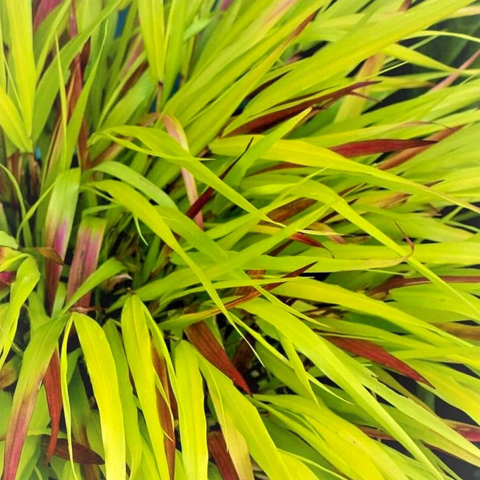 Hakonechloa macra 'Sunflare' 2L