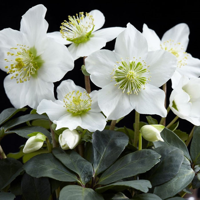 Helleborus 'Christmas Carol' (6 Pack)