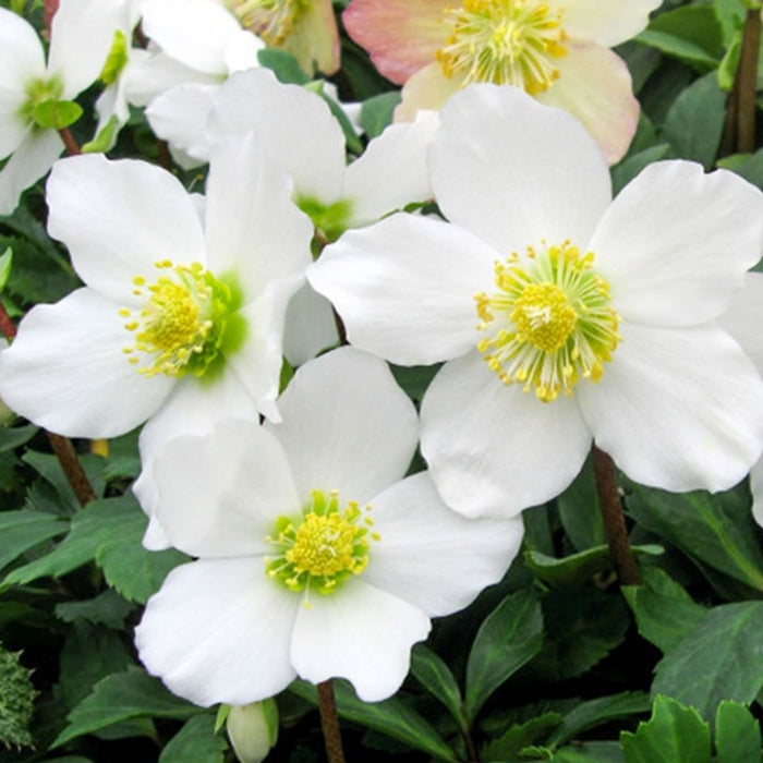 Helleborus niger 'Advent Star' | Christmas Rose (2 Litre) — Newlands ...