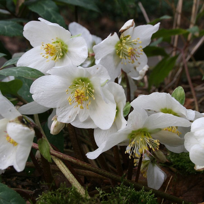 Helleborus Niger Christmas Carol (Christmas Rose, Spanz