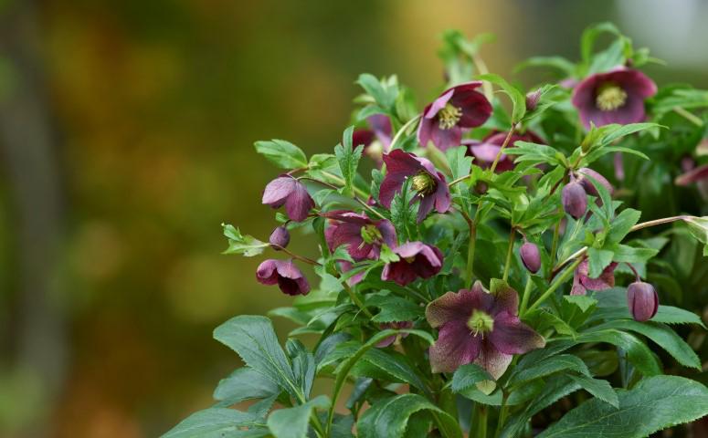 Helleborus ViV 'Victoria' | Lenten Rose (2 Litre)