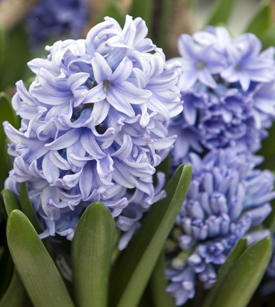 Hyacinth Blue 'Delft Bowl' Bulbs