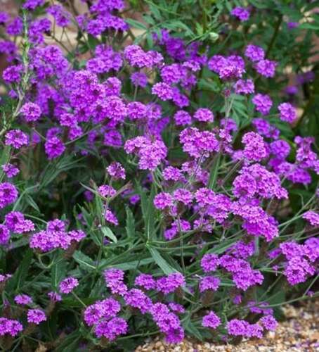 Verbena rigida Venosa