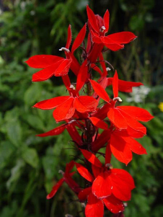 Lobelia Cardinalis | Queen Victoria (2 Litre)