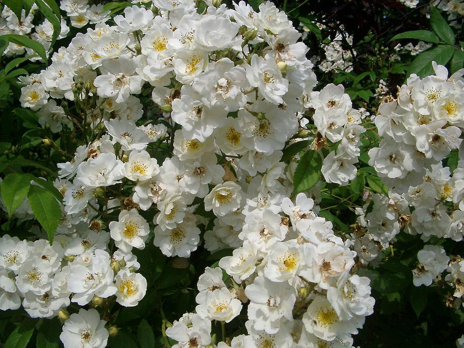 Rambling Rector | Climbing Rose (5 Litre)